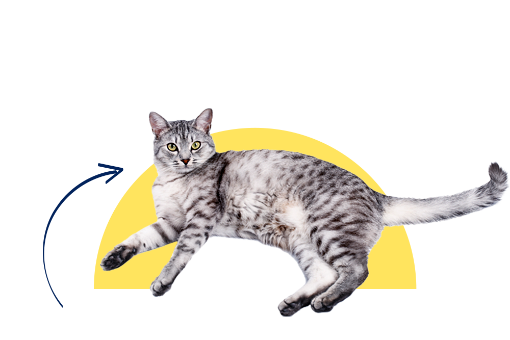 Die 13 Monate alte Europäische Kurzhaar Katze liegt gemütlich auf dem Boden