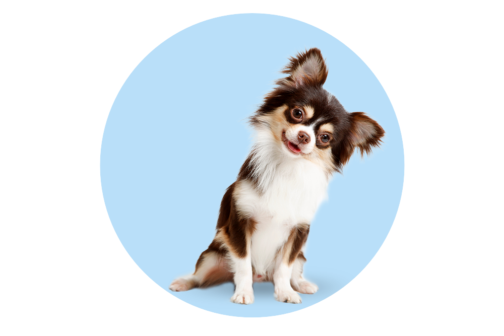 Kleiner dreifarbiger Chihuahua