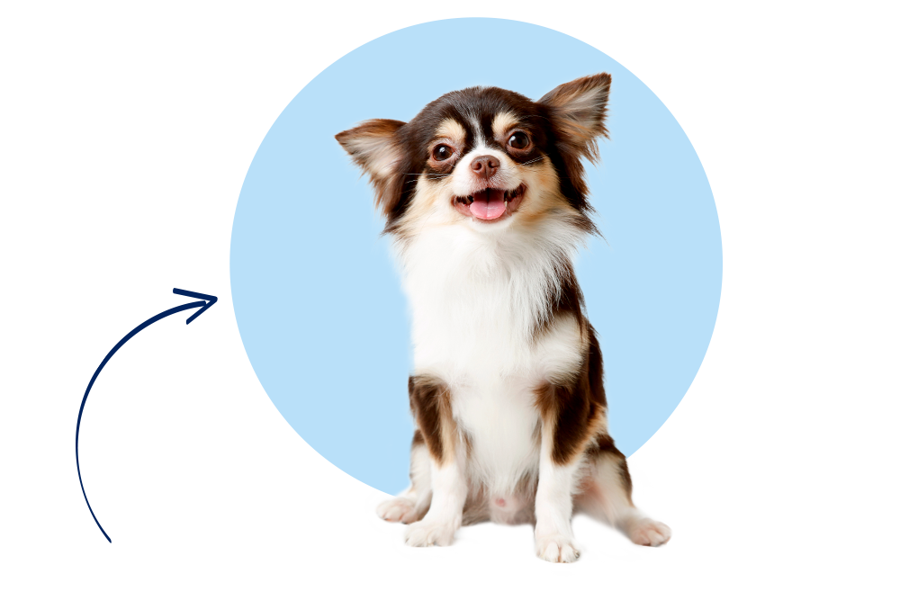 Tierversicherung für Hunde