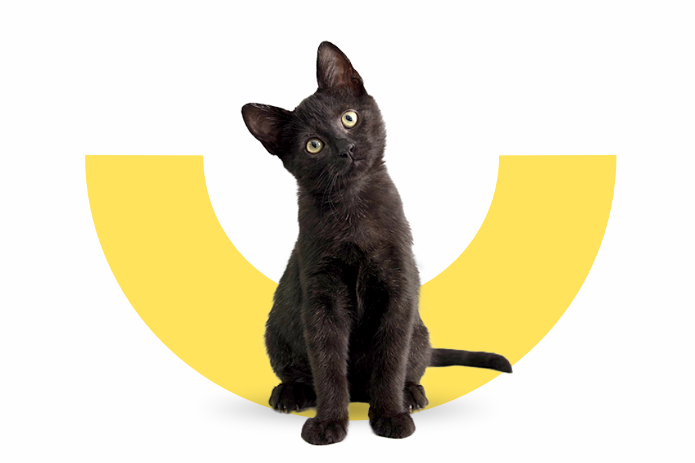 Kleine schwarze Katze