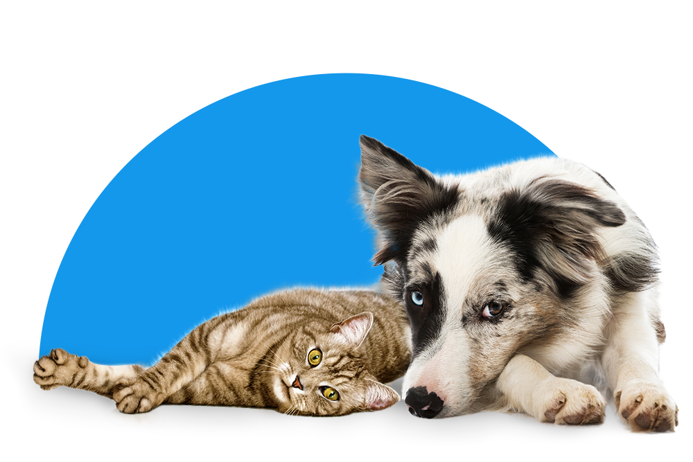 Hund und Katze liegen nebeneinander