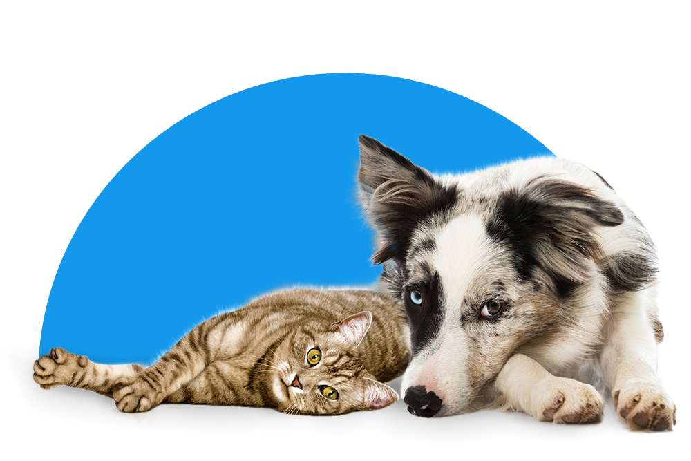 Hund und Katze liegen nebeneinander