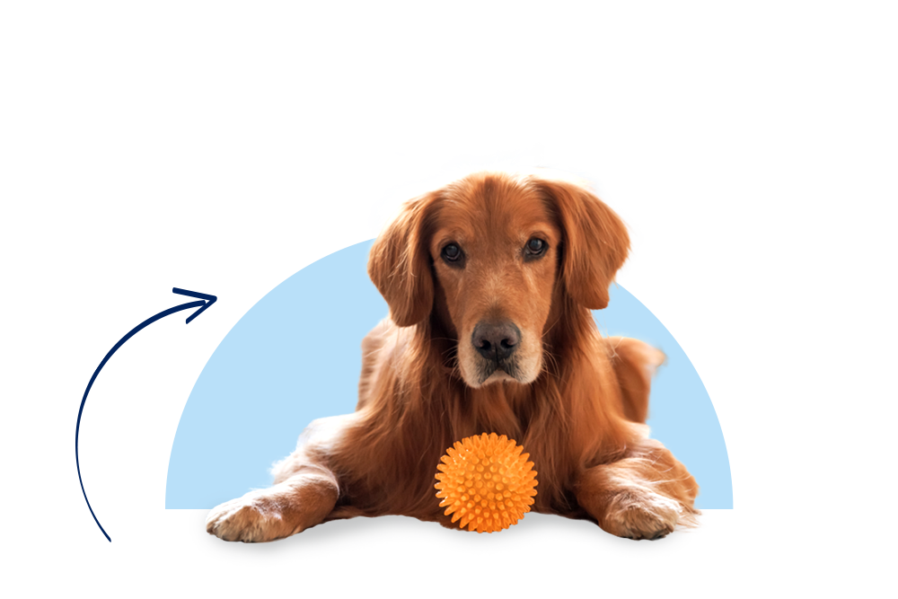 Bonnie die Golden Retriever Hündin ist mit der Hundekrankenversicherung der DA Direkt top abgesichert!