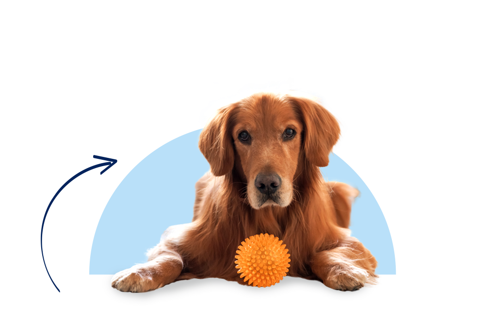 Bonnie die Golden Retriever Hündin ist mit der Hundekrankenversicherung der DA Direkt top abgesichert!