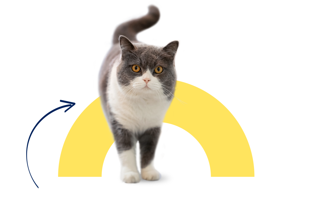 Daisy die Katze ist mit der Katzenkrankenversicherung der DA Direkt top abgesichert!